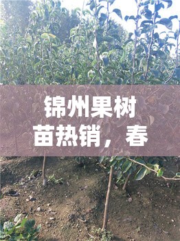 錦州果樹苗熱銷，春種希望，秋迎豐收綠色盛宴
