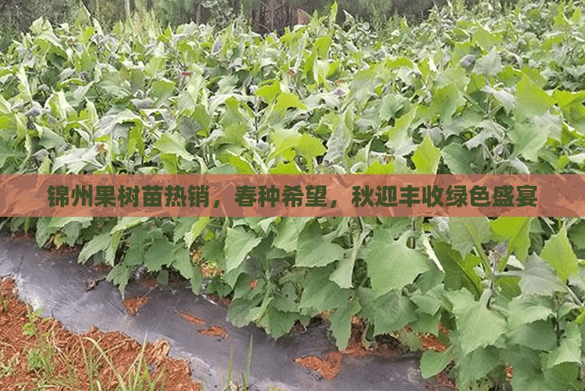 錦州果樹苗熱銷，春種希望，秋迎豐收綠色盛宴