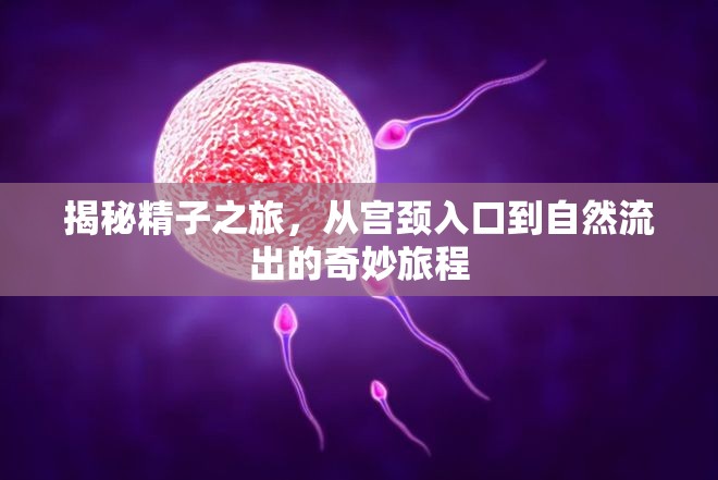 揭秘精子之旅，從宮頸入口到自然流出的奇妙旅程