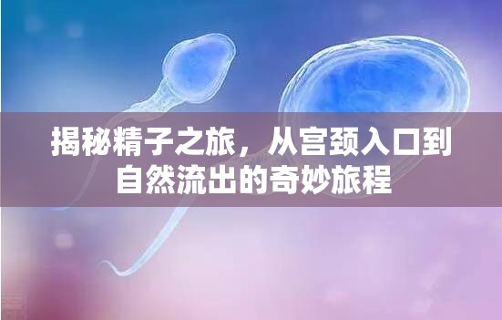 揭秘精子之旅，從宮頸入口到自然流出的奇妙旅程