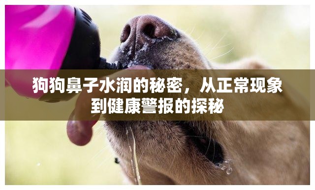 狗狗鼻子水潤的秘密，從正?，F(xiàn)象到健康警報的探秘