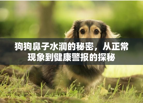 狗狗鼻子水潤的秘密，從正?，F(xiàn)象到健康警報的探秘