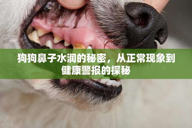 狗狗鼻子水潤的秘密，從正常現(xiàn)象到健康警報的探秘