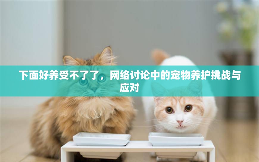 下面好養(yǎng)受不了了，網(wǎng)絡(luò)討論中的寵物養(yǎng)護(hù)挑戰(zhàn)與應(yīng)對(duì)