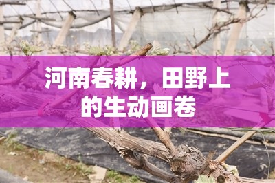 河南春耕，田野上的生動(dòng)畫(huà)卷