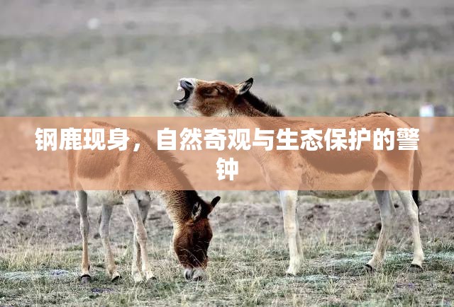 鋼鹿現(xiàn)身，自然奇觀與生態(tài)保護(hù)的警鐘