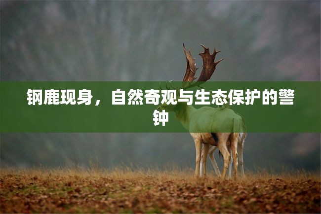 鋼鹿現(xiàn)身，自然奇觀與生態(tài)保護(hù)的警鐘