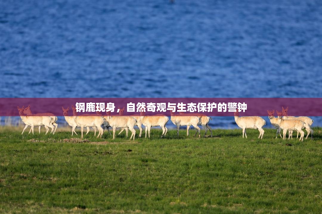 鋼鹿現(xiàn)身，自然奇觀與生態(tài)保護(hù)的警鐘