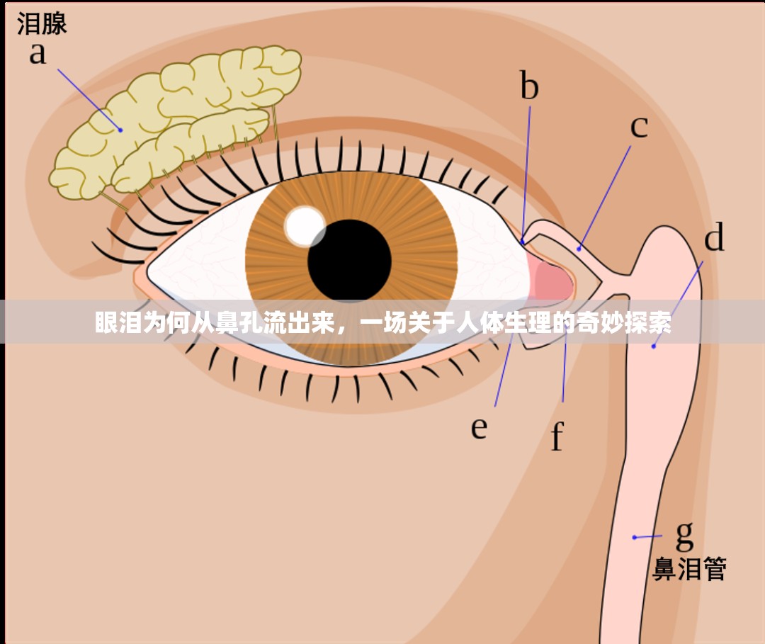 眼淚為何從鼻孔流出來(lái)，一場(chǎng)關(guān)于人體生理的奇妙探索
