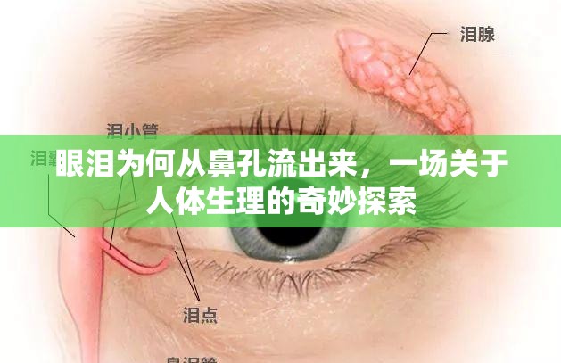 眼淚為何從鼻孔流出來(lái)，一場(chǎng)關(guān)于人體生理的奇妙探索