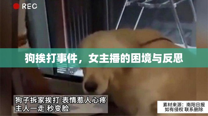狗挨打事件，女主播的困境與反思