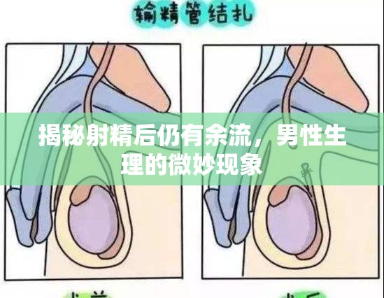 揭秘射精后仍有余流，男性生理的微妙現(xiàn)象