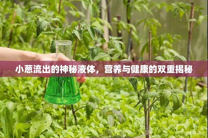 小蔥流出的神秘液體，營養(yǎng)與健康的雙重揭秘