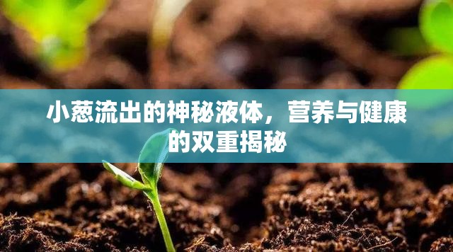 小蔥流出的神秘液體，營養(yǎng)與健康的雙重揭秘