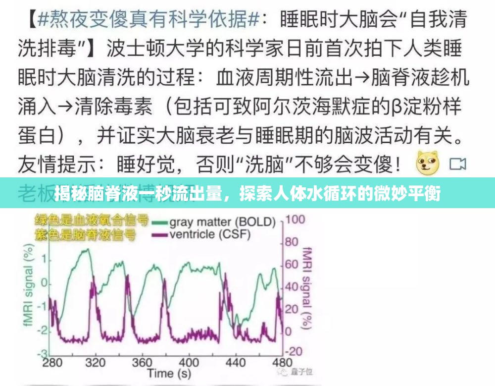 揭秘腦脊液一秒流出量，探索人體水循環(huán)的微妙平衡