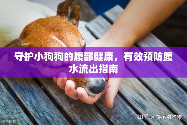 守護小狗狗的腹部健康，有效預防腹水流出指南
