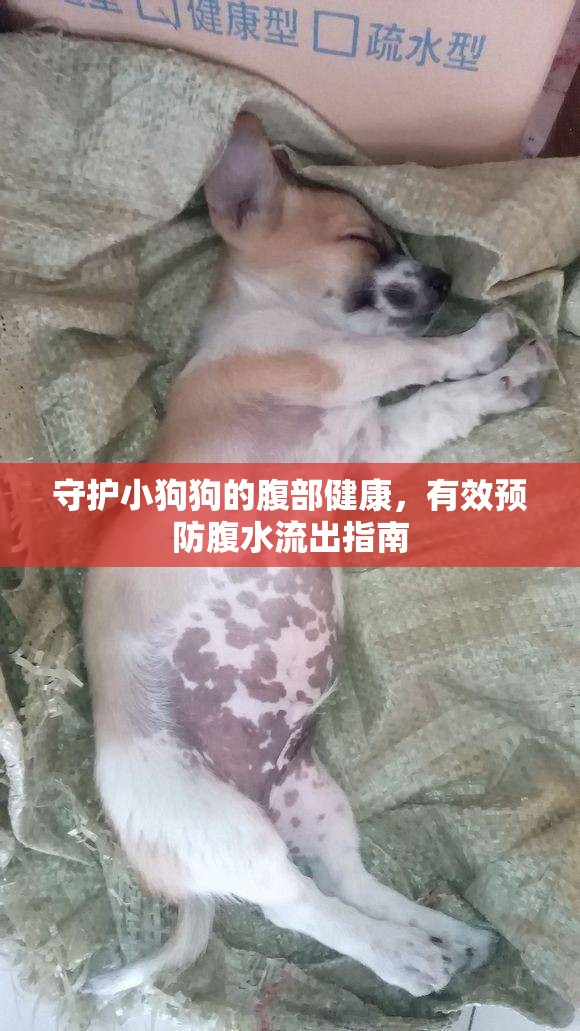 守護小狗狗的腹部健康，有效預防腹水流出指南