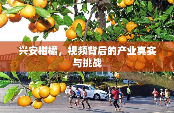 興安柑橘，視頻背后的產業(yè)真實與挑戰(zhàn)