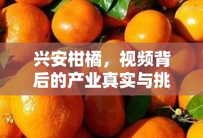 興安柑橘，視頻背后的產業(yè)真實與挑戰(zhàn)