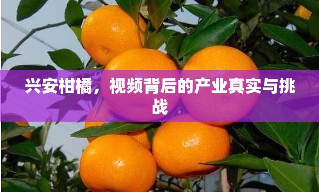 興安柑橘，視頻背后的產業(yè)真實與挑戰(zhàn)