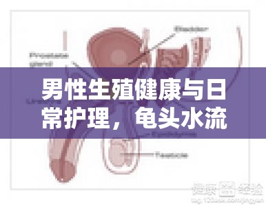 男性生殖健康與日常護(hù)理，龜頭水流現(xiàn)象的微妙平衡