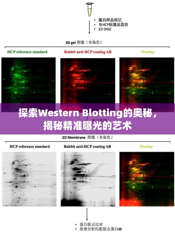 探索Western Blotting的奧秘，揭秘精準(zhǔn)曝光的藝術(shù)