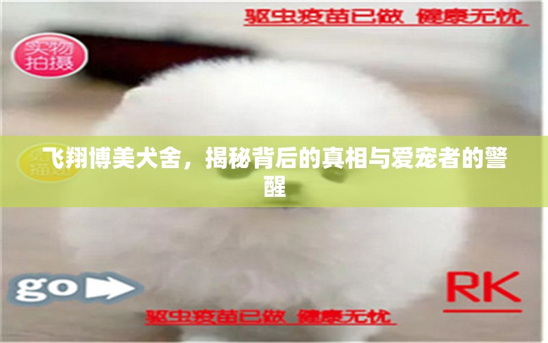 飛翔博美犬舍，揭秘背后的真相與愛寵者的警醒