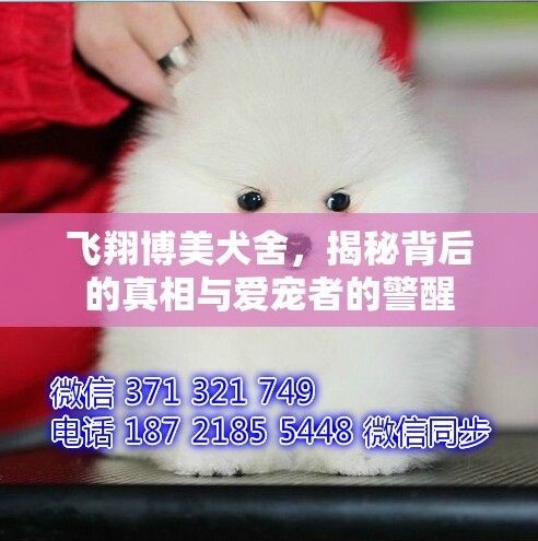 飛翔博美犬舍，揭秘背后的真相與愛寵者的警醒