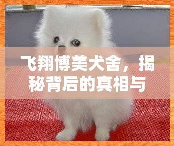 飛翔博美犬舍，揭秘背后的真相與愛寵者的警醒