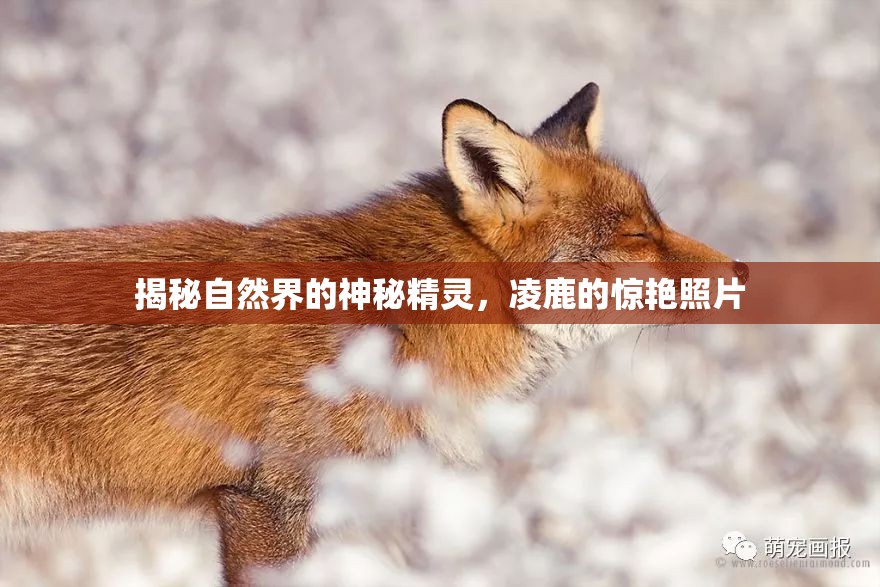 揭秘自然界的神秘精靈，凌鹿的驚艷照片