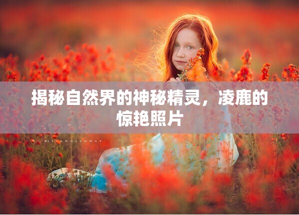 揭秘自然界的神秘精靈，凌鹿的驚艷照片