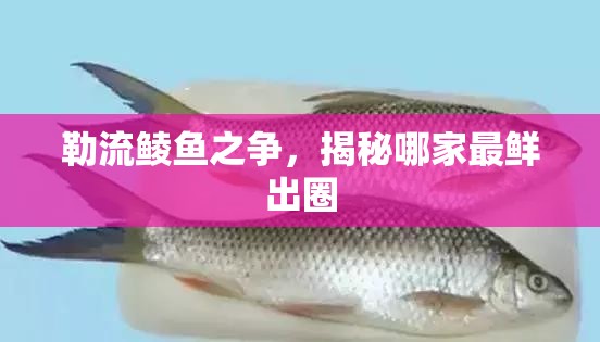勒流鯪魚之爭，揭秘哪家最鮮出圈