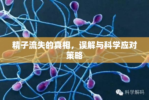 精子流失的真相，誤解與科學(xué)應(yīng)對策略