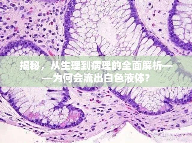 揭秘，從生理到病理的全面解析——為何會流出白色液體？