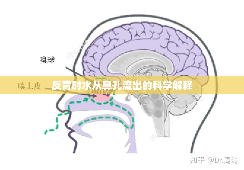 反胃時(shí)水從鼻孔流出的科學(xué)解釋