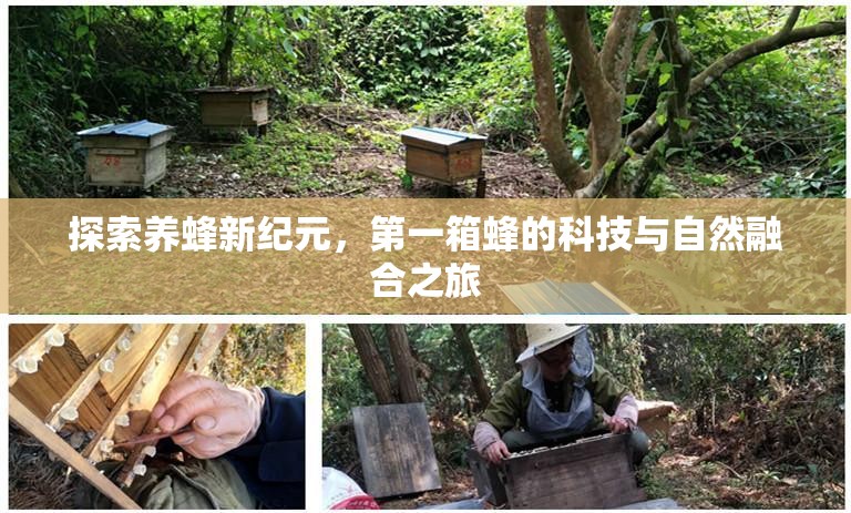 探索養(yǎng)蜂新紀(jì)元，第一箱蜂的科技與自然融合之旅