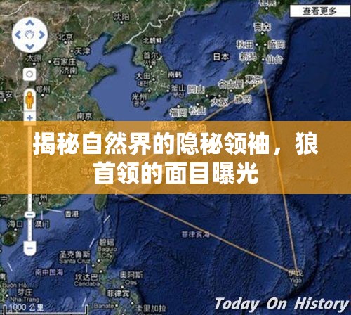 揭秘自然界的隱秘領(lǐng)袖，狼首領(lǐng)的面目曝光