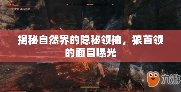 揭秘自然界的隱秘領(lǐng)袖，狼首領(lǐng)的面目曝光