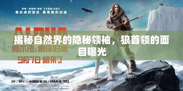 揭秘自然界的隱秘領(lǐng)袖，狼首領(lǐng)的面目曝光