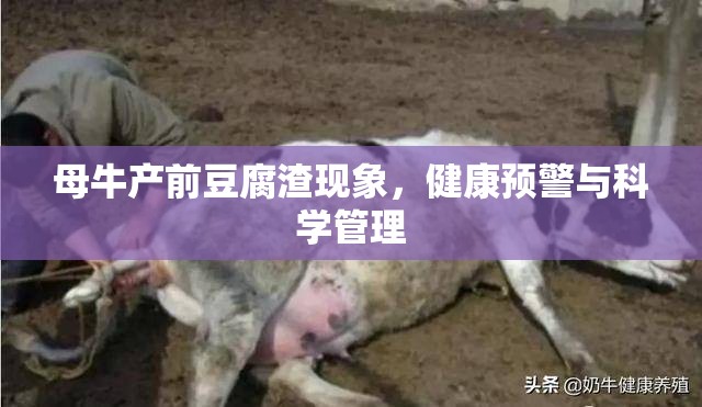 母牛產(chǎn)前豆腐渣現(xiàn)象，健康預(yù)警與科學(xué)管理