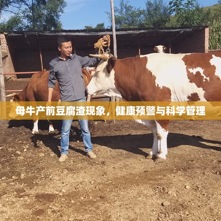 母牛產(chǎn)前豆腐渣現(xiàn)象，健康預(yù)警與科學(xué)管理