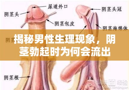 揭秘男性生理現(xiàn)象，陰莖勃起時為何會流出粘稠液體？