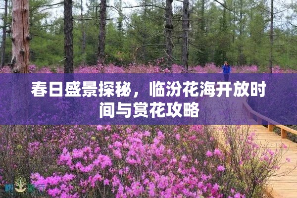 春日盛景探秘，臨汾花海開放時(shí)間與賞花攻略