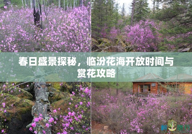 春日盛景探秘，臨汾花海開放時(shí)間與賞花攻略