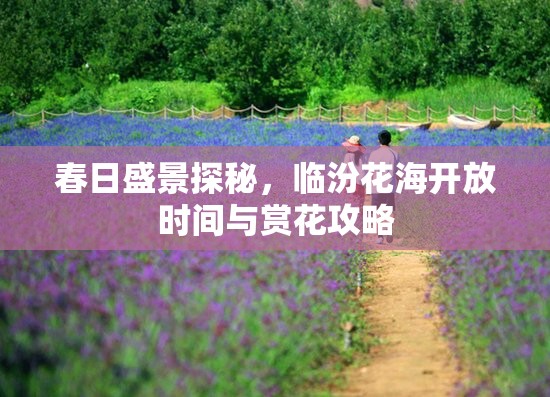 春日盛景探秘，臨汾花海開放時(shí)間與賞花攻略