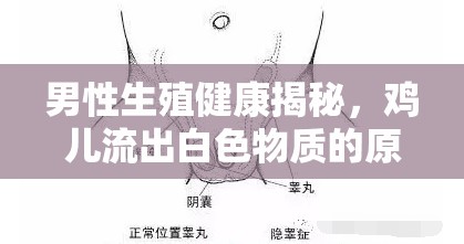 男性生殖健康揭秘，雞兒流出白色物質(zhì)的原因與真相