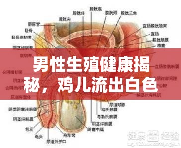 男性生殖健康揭秘，雞兒流出白色物質(zhì)的原因與真相