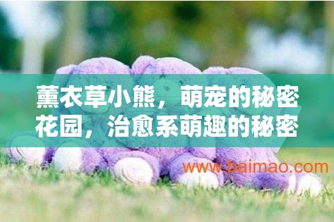 薰衣草小熊，萌寵的秘密花園，治愈系萌趣的秘密