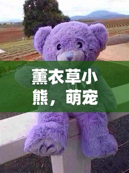 薰衣草小熊，萌寵的秘密花園，治愈系萌趣的秘密