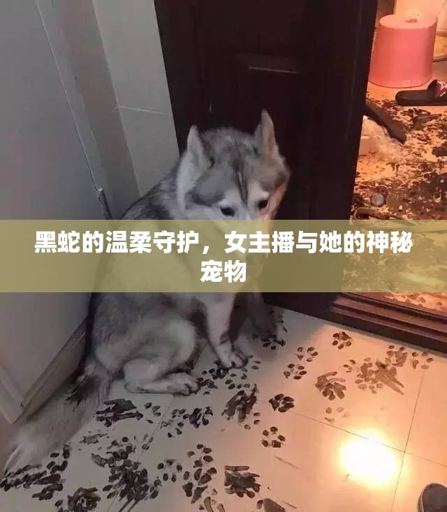 黑蛇的溫柔守護，女主播與她的神秘寵物